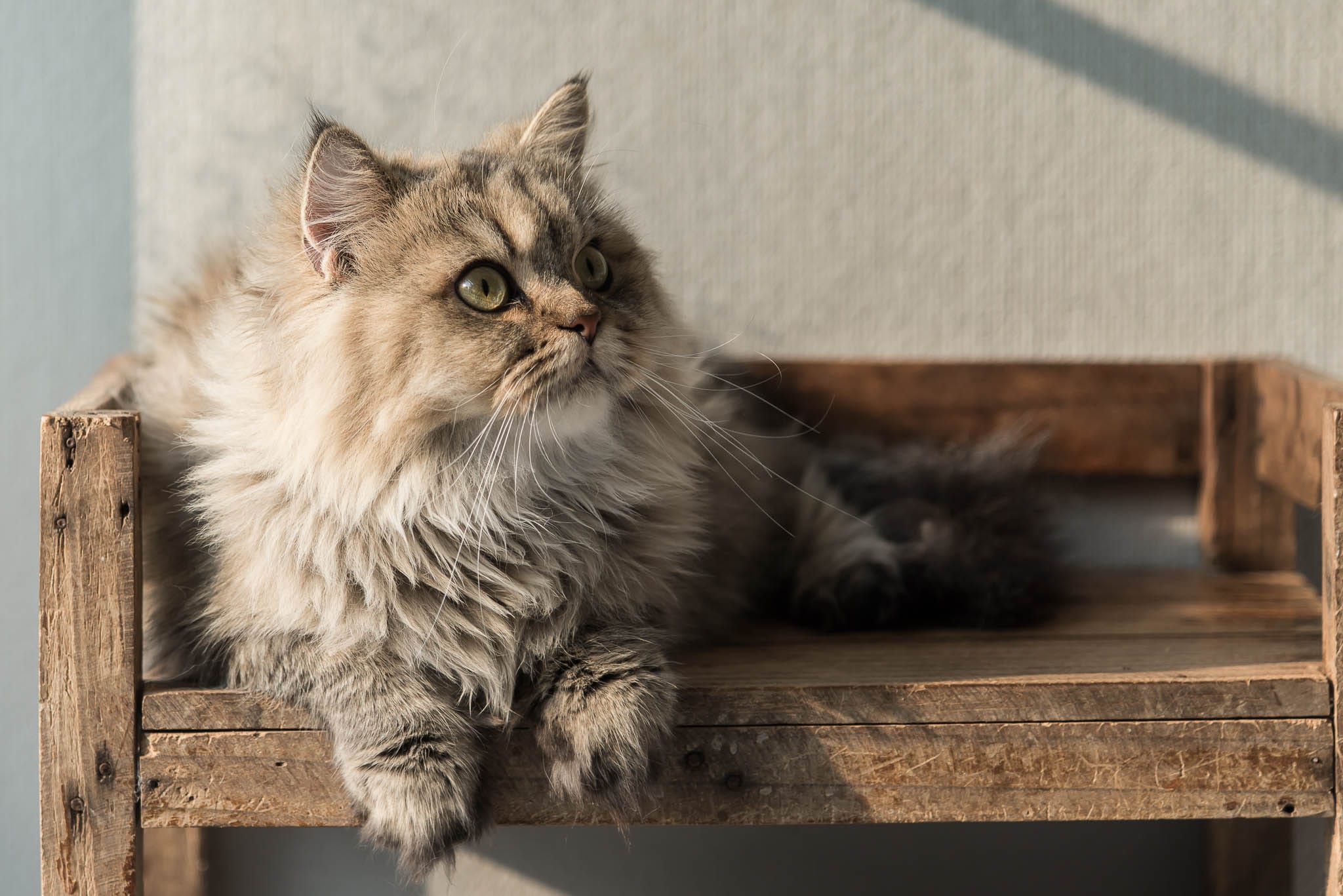 Within the diverse array of domestic cat breeds (Felis catus), the Persian stands out for its lavish fur.