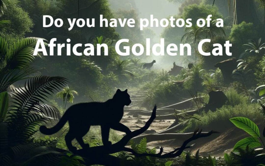 African Golden Cat