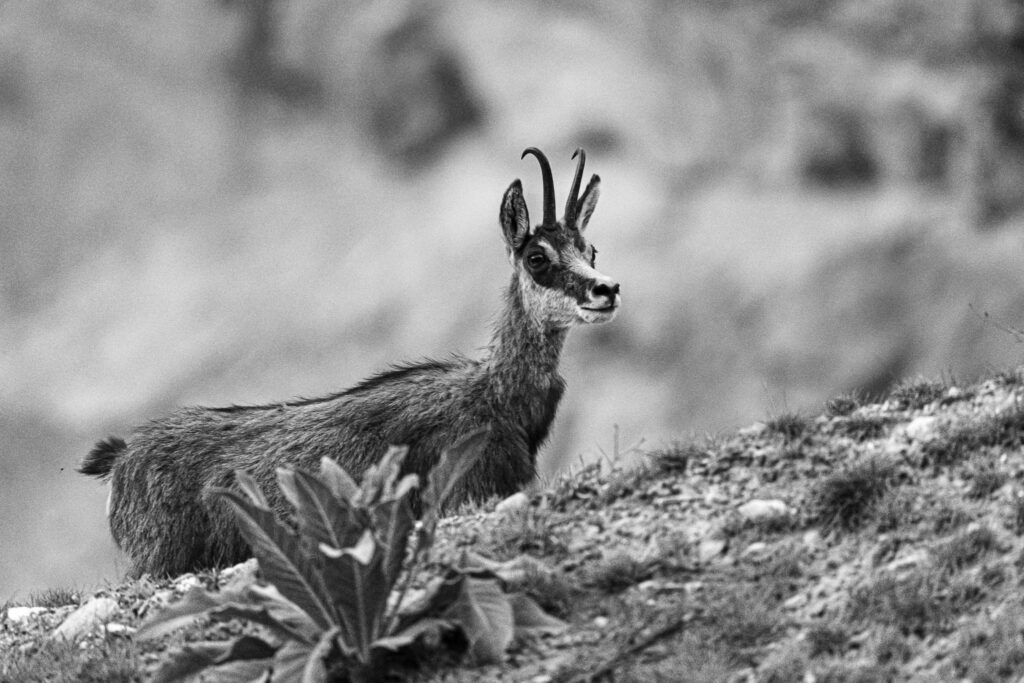 It isn't often that Chamois come down from the high mountains. However near my home in Innsbruck there are quite a number that regularly come to a disused quarry at night time. Having the daylight to get a photo is a rare but welcome occurence.