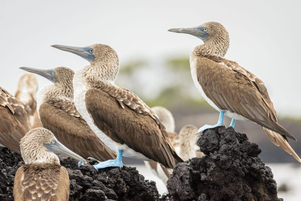 The iconic blue-footed boobies all lined up for me. It was rather lucky really considering I was in a RIB bouncing about in the waves, which doesn't make for easy shots.