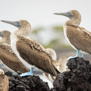 The iconic blue-footed boobies all lined up for me. It was rather lucky really considering I was in a RIB bouncing about in the waves, which doesn't make for easy shots.