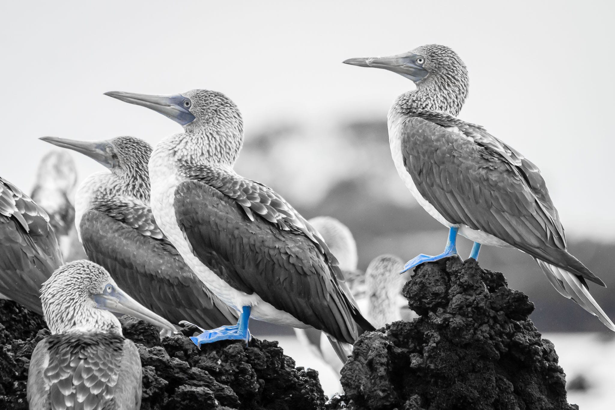 Aligned Blue Footed Boobies (single tone) I don't do a lot of editing to my photos. Often just black and white is an 'extreme' edit. However I thought considering the look in B&W and the iconic nature of the birds feet that a selective colour would work for this.