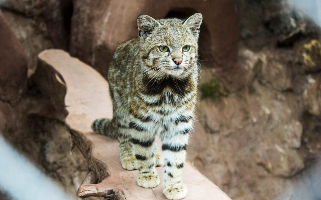 Andean Mountain Cat