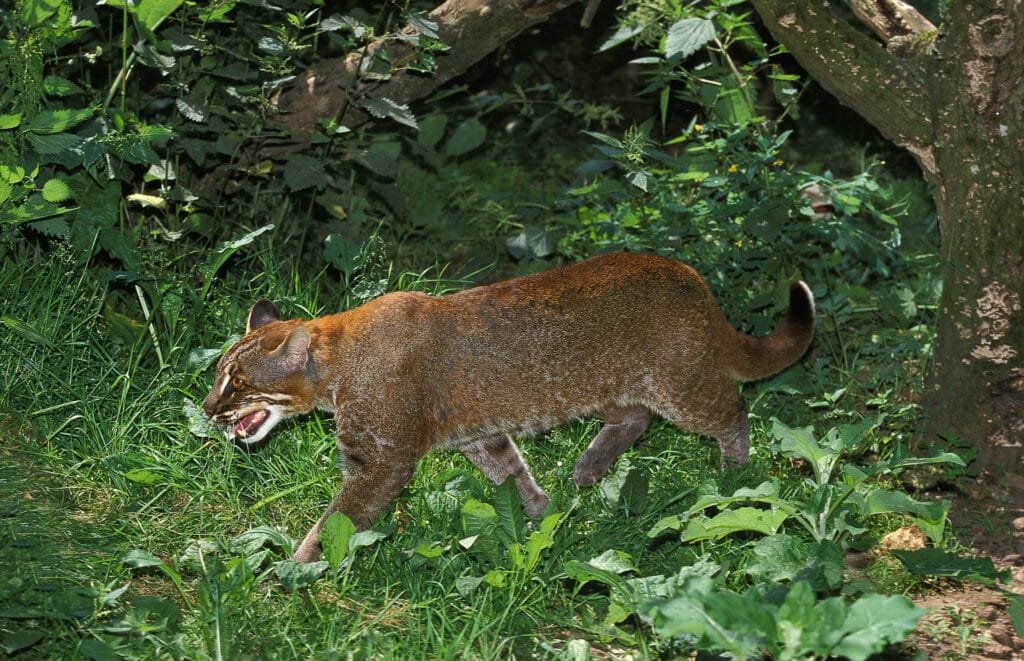 ASIAN GOLDEN CAT OR TEMMINK'S CAT catopuma temmincki