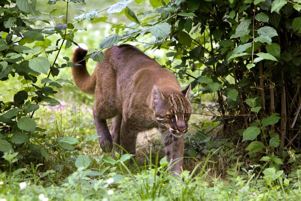 The Asiatic Golden Cat, also known as Temminck's cat (Catopuma temminckii), inhabits the forests of Southeast Asia. Despite its name, this species can exhibit various coat colors, including shades of brown, as depicted in this image.