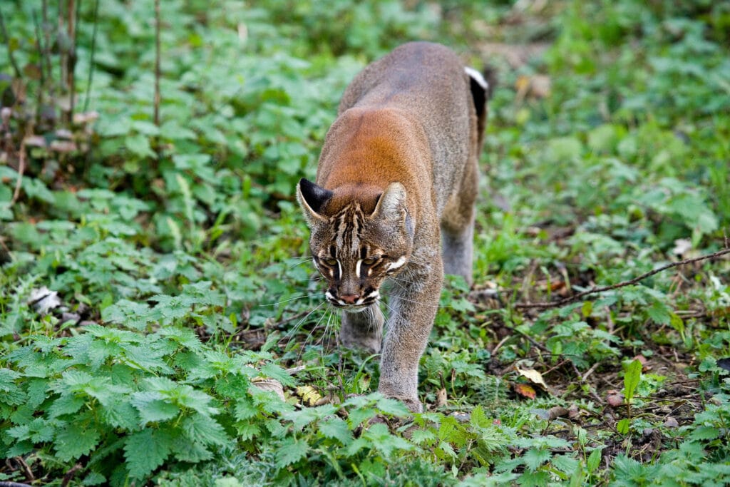 An Asiatic Golden Cat, also known as Temminck's Cat (Catopuma temminckii), gracefully roaming its territory. This captivating photo offers a clear view of its distinctive facial pattern.
