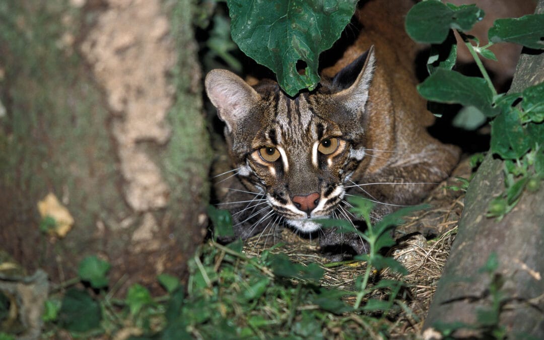 Asiatic Golden Cat
