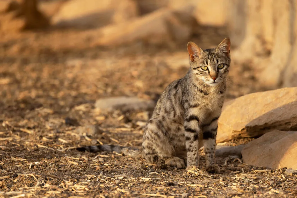 Wildcat | Felis silvestris | Chasing Wildlife