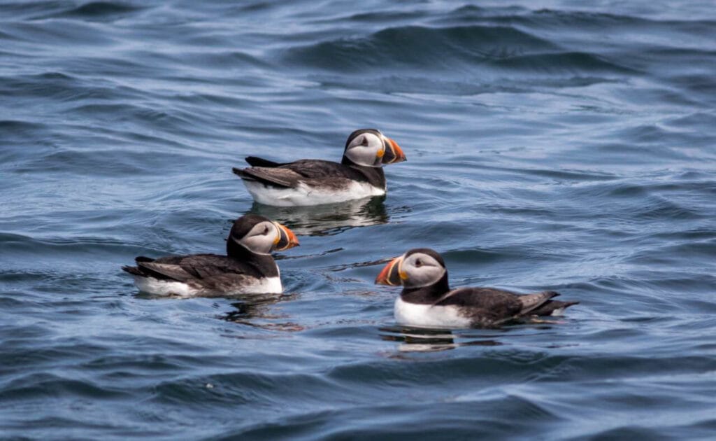 Trio of Atlantic Puffins (Fratercula arctica) in water off the coast of Maine. During the mating season their beak colors are at their most vibrant.