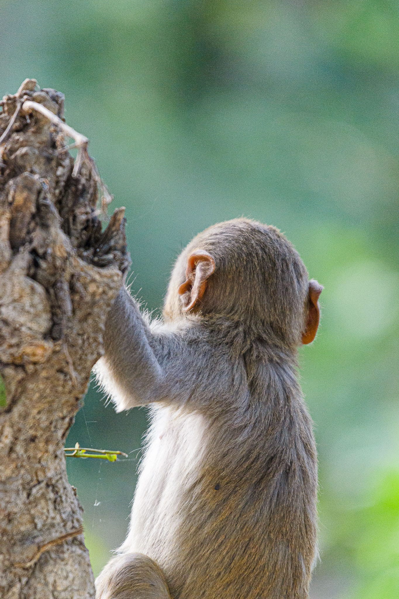 Baby macaque This guy might be a few weeks old but he is still confident enough to climb and run around the forest on his own.