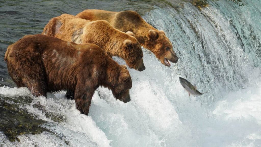 Ever wanted to capture the classic image of a bear catching salmon at a waterfall? Take a trip to British Columbia or Alaska in July and you might have the opportunity. The large amount of migrating salmon is an unmissable feast for bears.