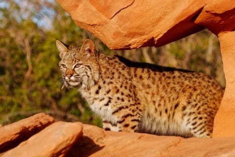 Bobcat | Lynx rufus | Chasing Wildlife
