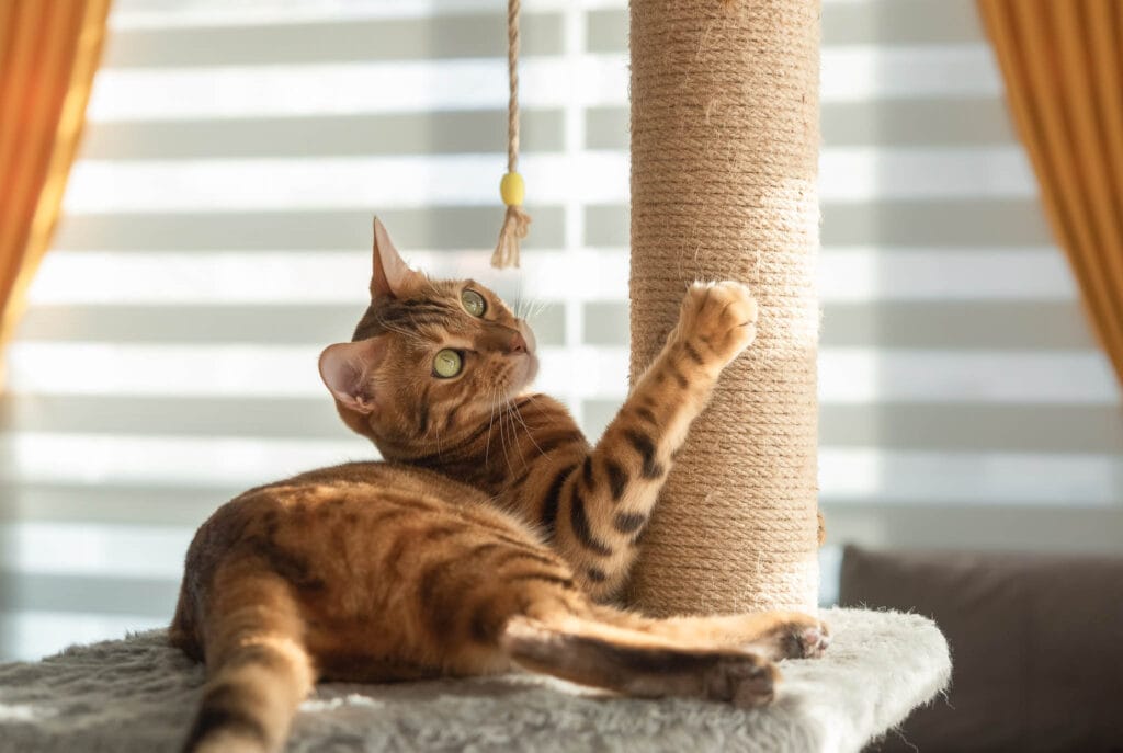 Bengal cat plays with a scratching post in the living room. Natural lighting. The Bengal cat is the result of interbreeding domestic cats with the leopard cat (Prionailurus bengalensis)