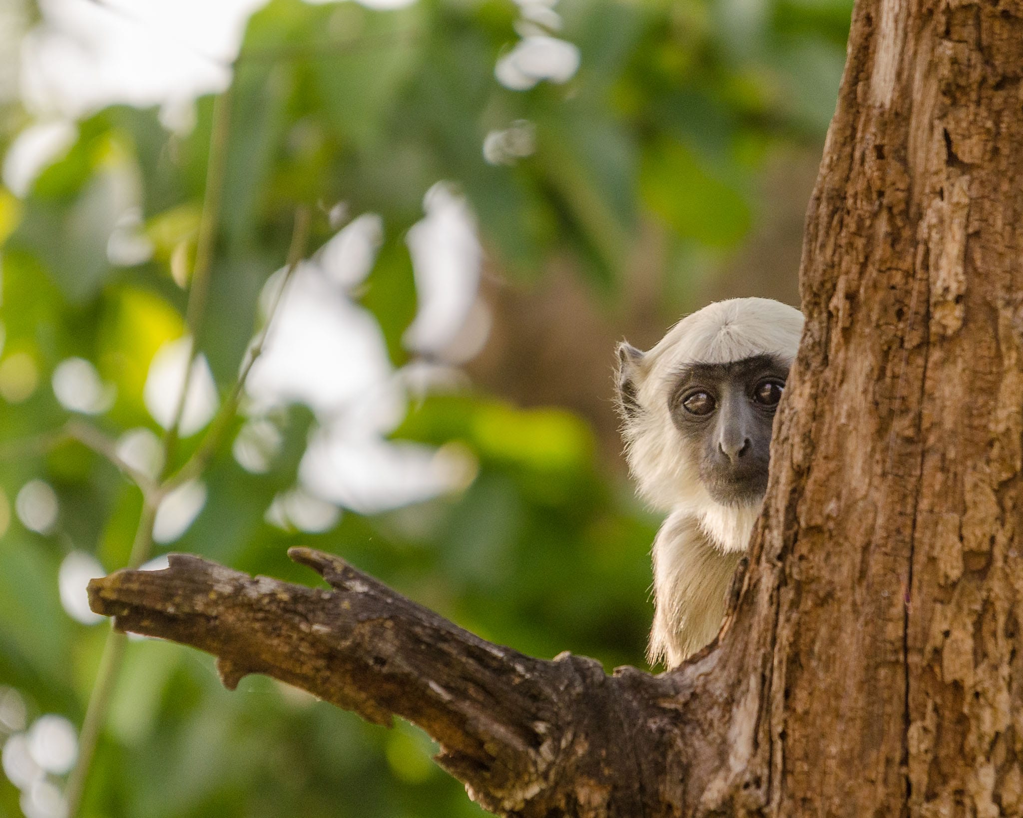 Black Faced Langur Peeking Out Monkeys are very curious and almost always check you out while you photograph them. However they do like their security and stay high up or somewhere relatively safe.