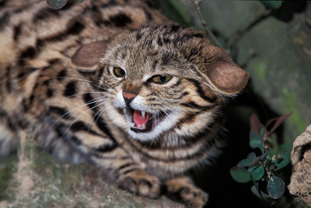 Black-Footed Cat (Felis nigripes) snarling at the photographer. Probably it did not like to be disturbed in its own space.