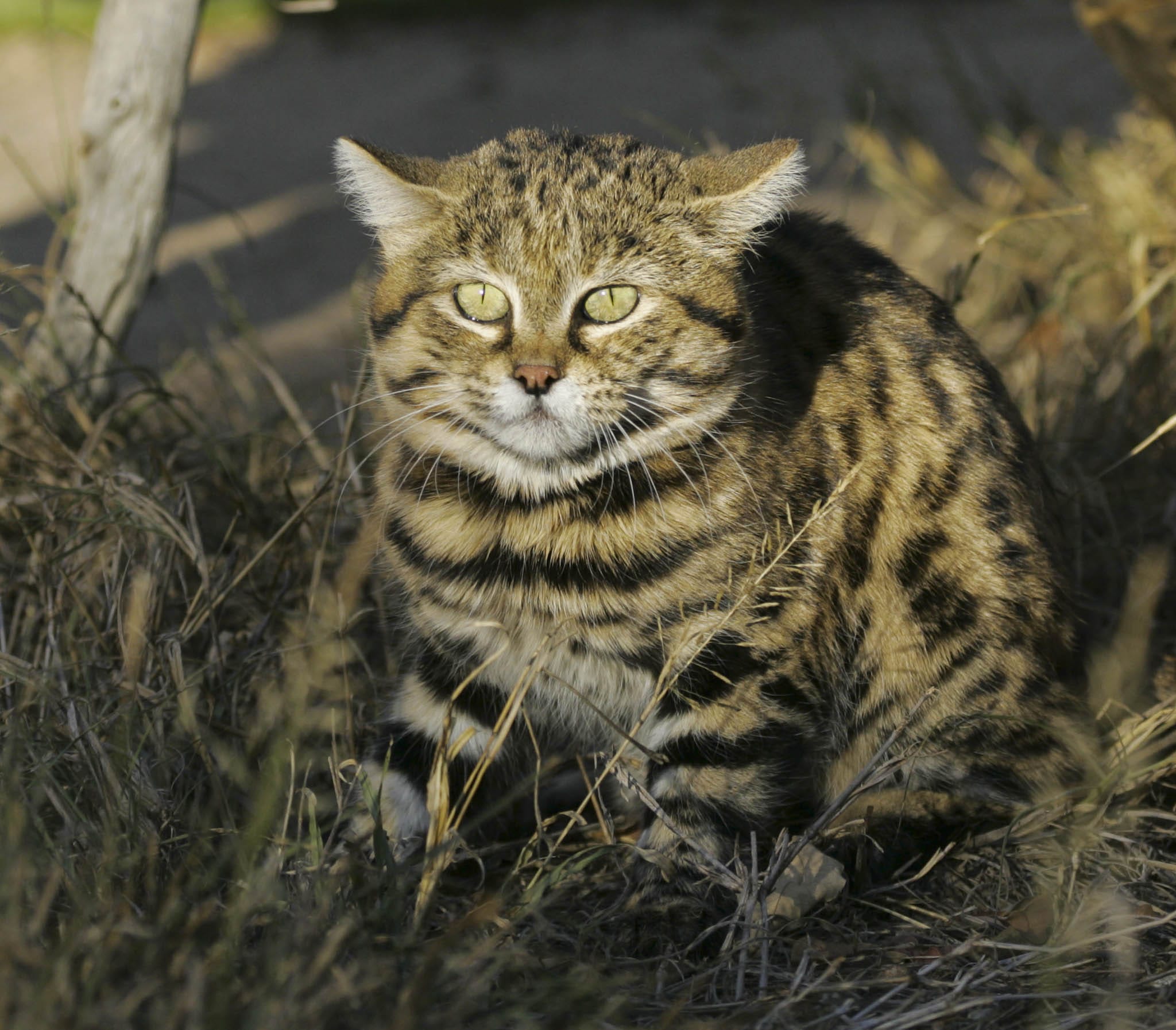 Black footed Cat Felis Nigripes Chasing Wildlife Black footed Cat Felis Nigripes Chasing Wildlife