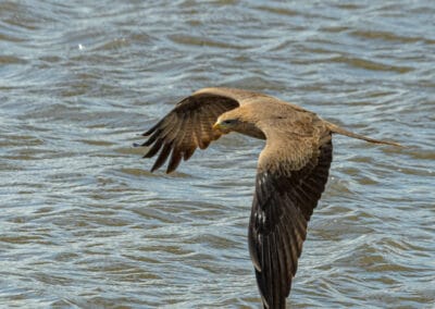 Birds in Flight