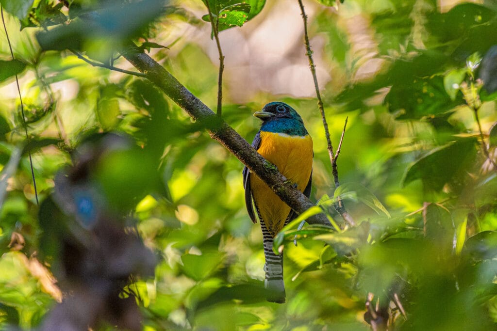 Bird life in the jungles of Costa Rica is amazing. I am a photographer not a twitcher but I was still in thrall of the huge number of species I managed to see.