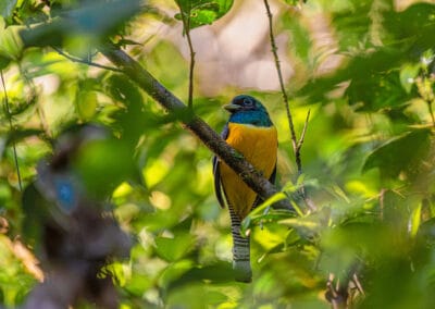 Costa Rican Birds