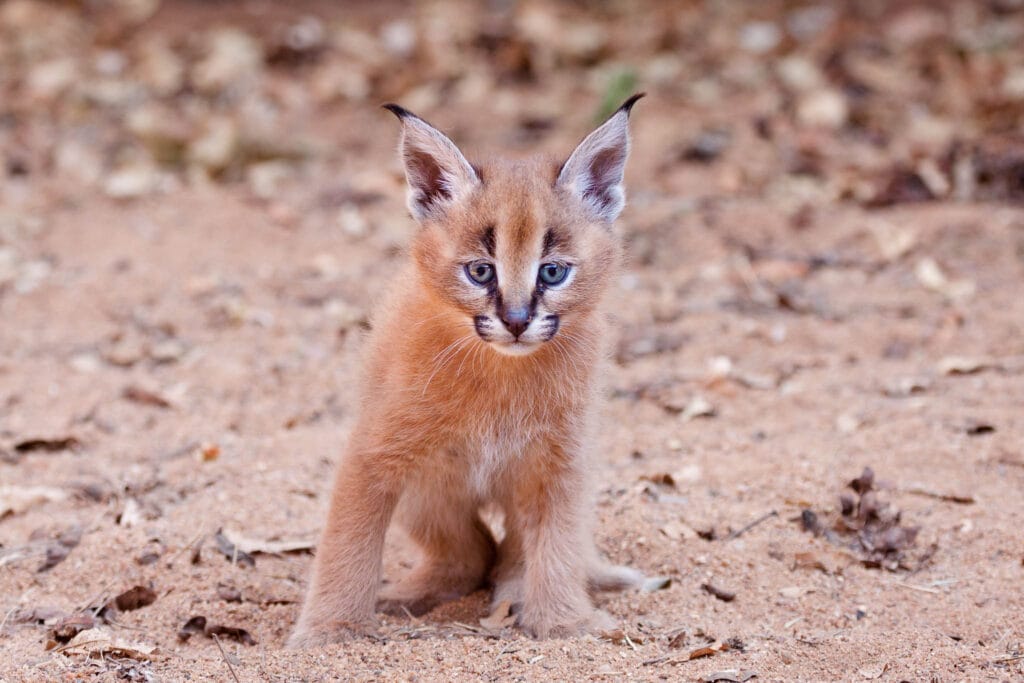 A baby caracal kitten (Caracal caracal) curiously explores its environment in the wilderness of South Africa.