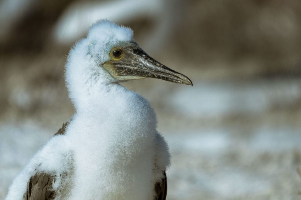 In November the chicks of the blue-footed-booby are wandering around outside their nests for the first time. Sometimes it is hard to keep your distance from them as they get interested in the people taking photos of them.