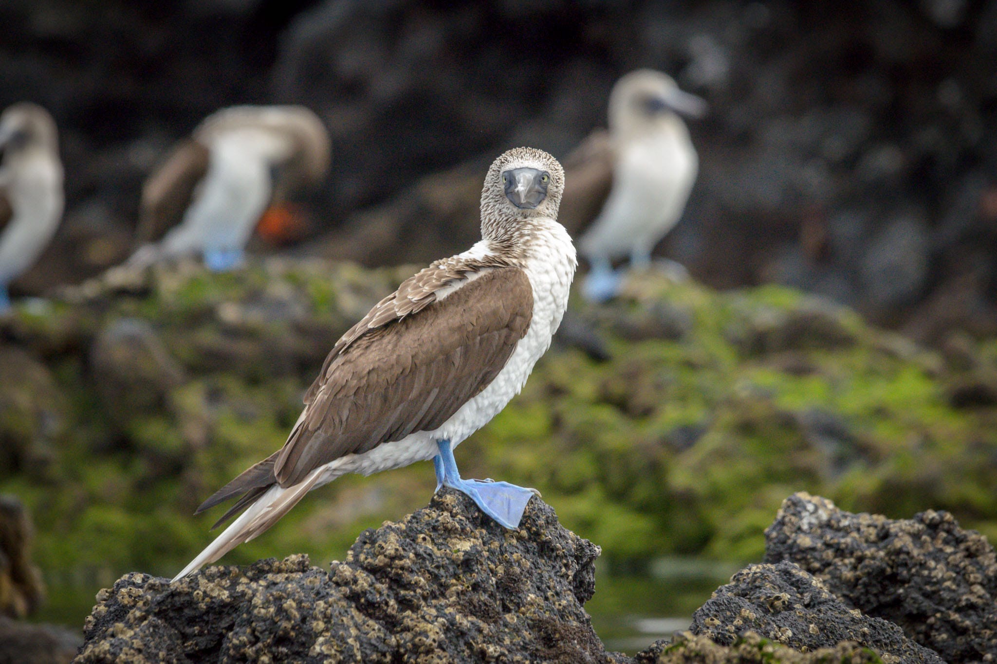 The blue feet of the Booby really stand out  in what is a bit of a monochrome landscape. The lava rocks have only limited amounts of green growing on them a lot of the time. The blue is really noticeable agains this grey/green background.