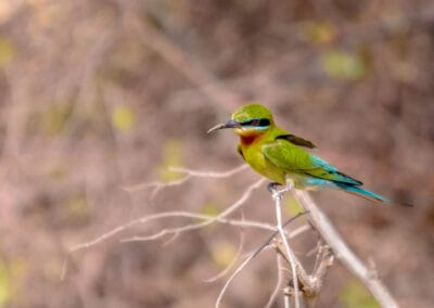 Asian Birds