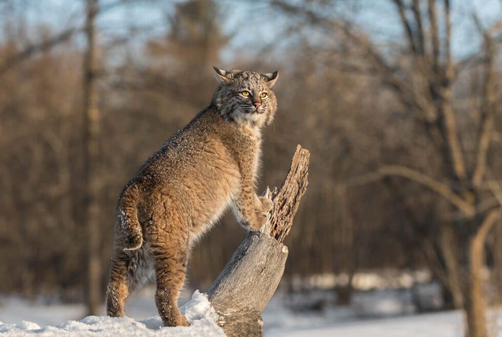 Bobcat | Lynx rufus | Chasing Wildlife
