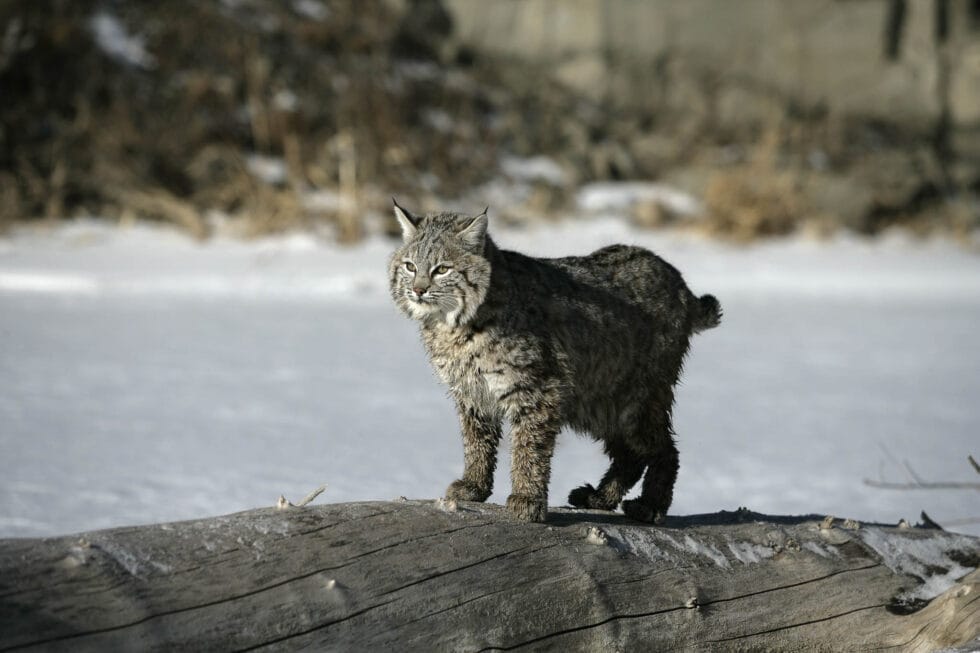 Bobcat | Lynx rufus | Chasing Wildlife