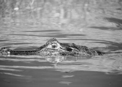 Reptiles
