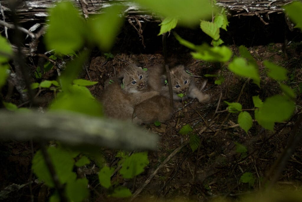 Canadian Lynx (Lynx canadensis) mothers make sure to keep their cubs well hidden when they goes out hunting. Young cats are at risk from other predators if they are found without their mother's protection.