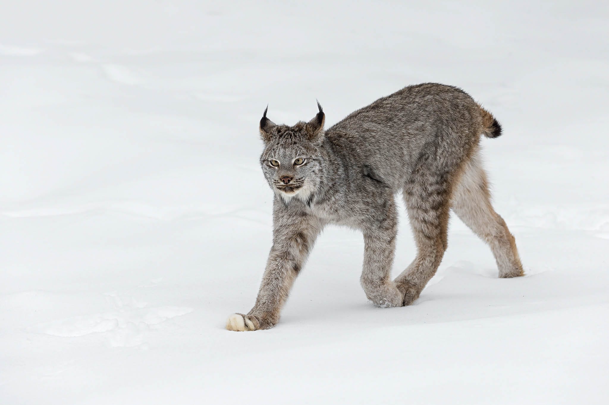 A Canadian Lynx (Lynx canadensis) strides gracefully through the snow, its large paws and elongated legs acting as natural snowshoes. This adaptation allows it to navigate snowy terrains with remarkable ease, showcasing its perfect adaptation to the winter landscape.