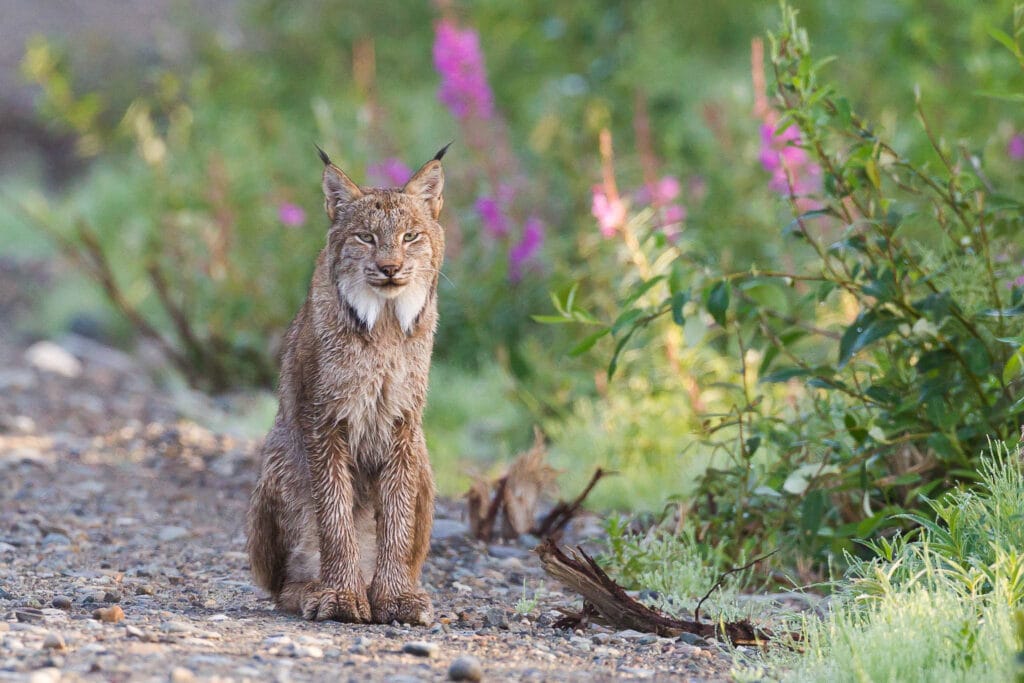 A Canadian Lynx (Lynx canadensis) is enjoying an early summer morning in Whitehorse, Yukon, Canada.