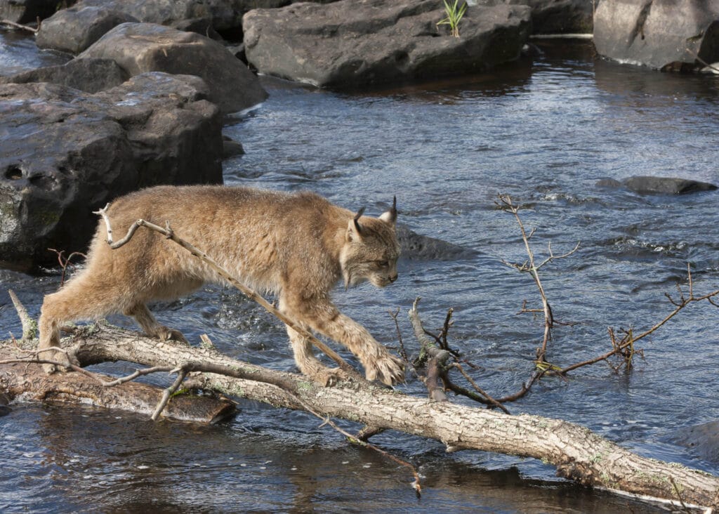 Despite their snow-adapted paws, Canadian lynxes (Lynx canadensis) prefer to keep them dry. Here, a lynx cleverly utilizes a fallen log to cross a stream, avoiding wetting its paws.