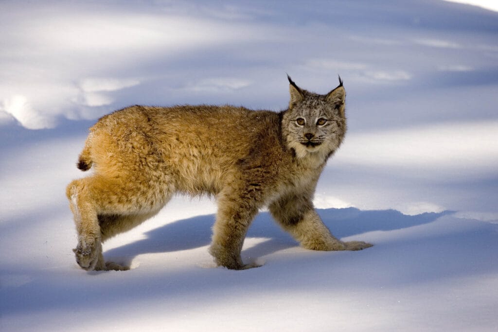 The Canadian lynx (Lynx canadensis) relies on its large paws to evenly distribute its weight while traversing snowy landscapes, facilitating easier movement and preventing excessive sinking. This adaptation is particularly advantageous for hunting the nimble snowshoe hare, a staple prey of this northern feline.