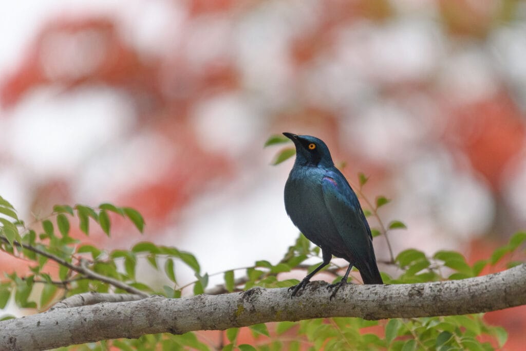 The secret to photographing small birds that move quickly is to do so near where people eat. At one of the campgrounds in Kruger I met two glossy starlings that were not afraid to sit on a tree with me only a few meters away. They proved to be quite bold swooping down for crumbs from the picnickers in the rest area.