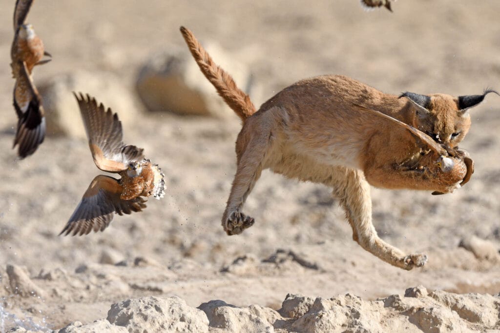 Caracal (Caracal caracal) demonstrating its exceptional hunting prowess by skillfully snatching a sandgrouse in mid-air, with agility and precision.