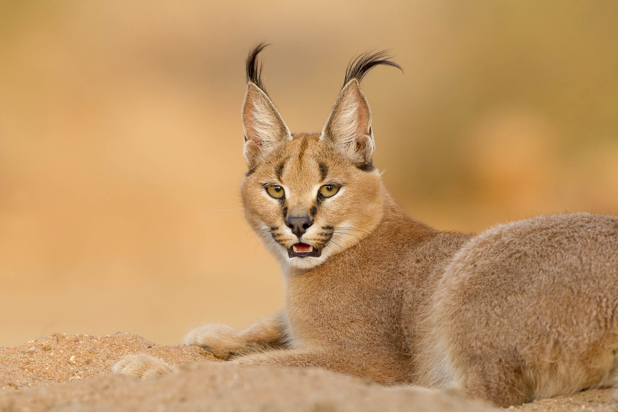 A Caracal (Caracal caracal) in Namibia, showcasing its distinctive tufted ears that enhance its acute hearing.