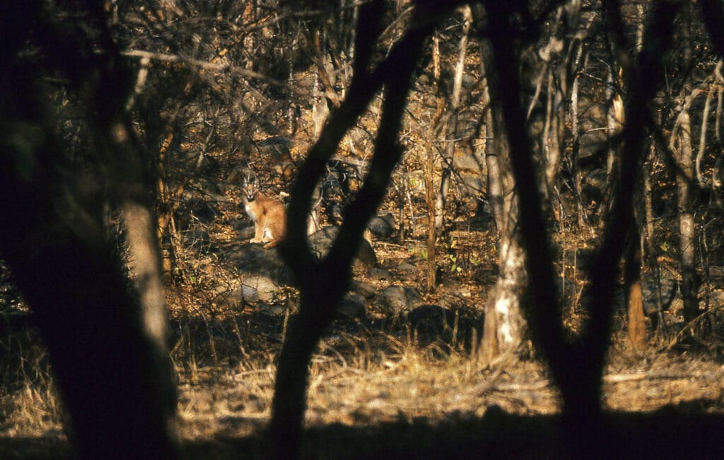 While the Caracal (Caracal caracal) is often thought of as an African cat, it also lives in Asia. It is not common but can be seen in Ranthambore National Park in Rajastan.
