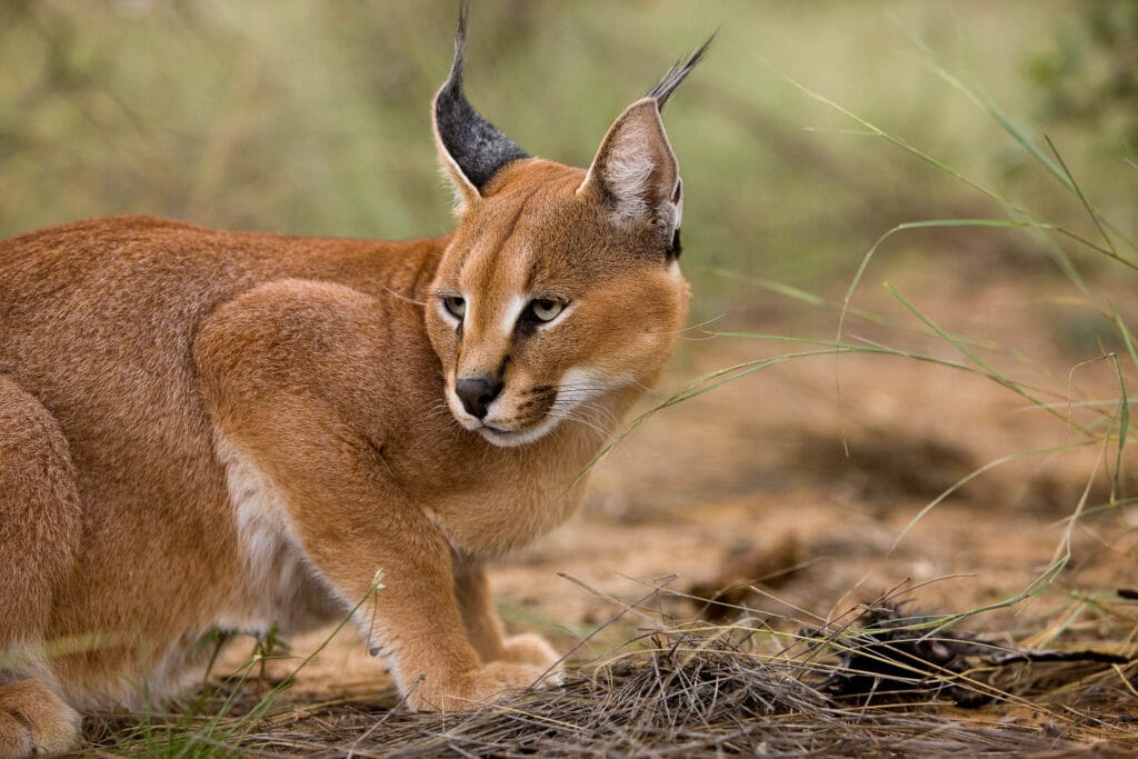 This portrait displays the captivating allure of the South African Caracal (Caracal caracal). Its tufted ears and radiant golden fur, seamlessly melding into the sandy desert. The caracal's piercing green eyes, encircled by bold black contours, what an entrancing intensity!