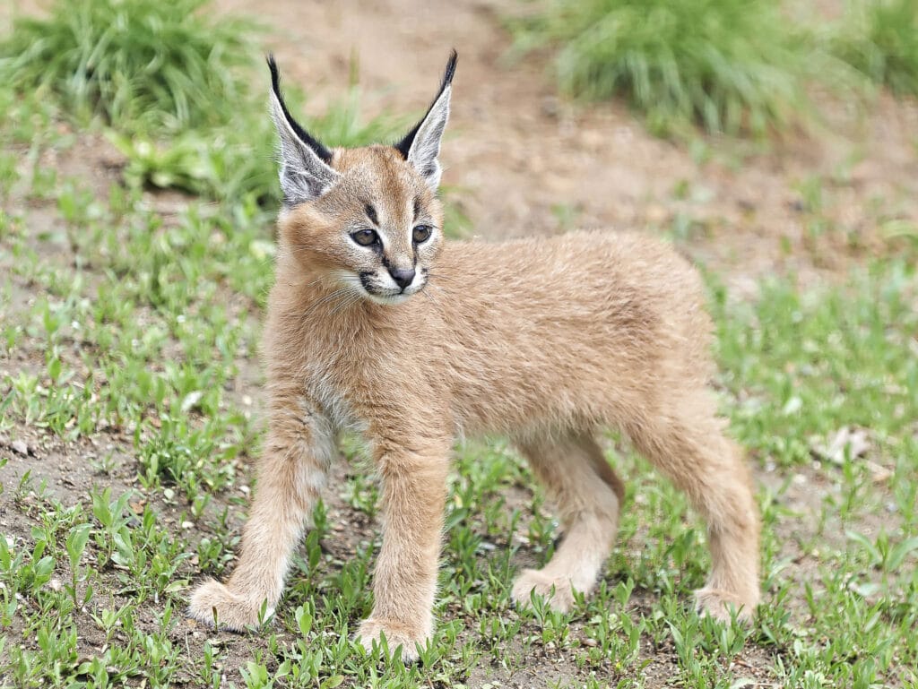 Kittens are cute! They make us smile! Caracal (Caracal caracal) kittens are no exception to that rule!