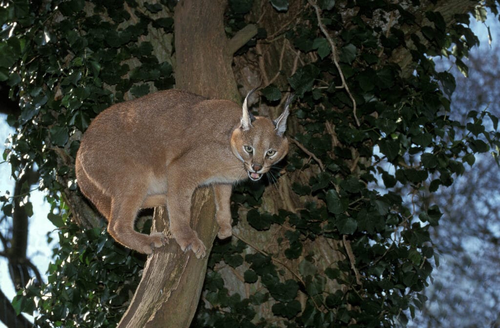 This Caracal (Caracal caracal) stands alert and poised amidst the branches of a tree. I am not sure it is happy to encounter the photographer.