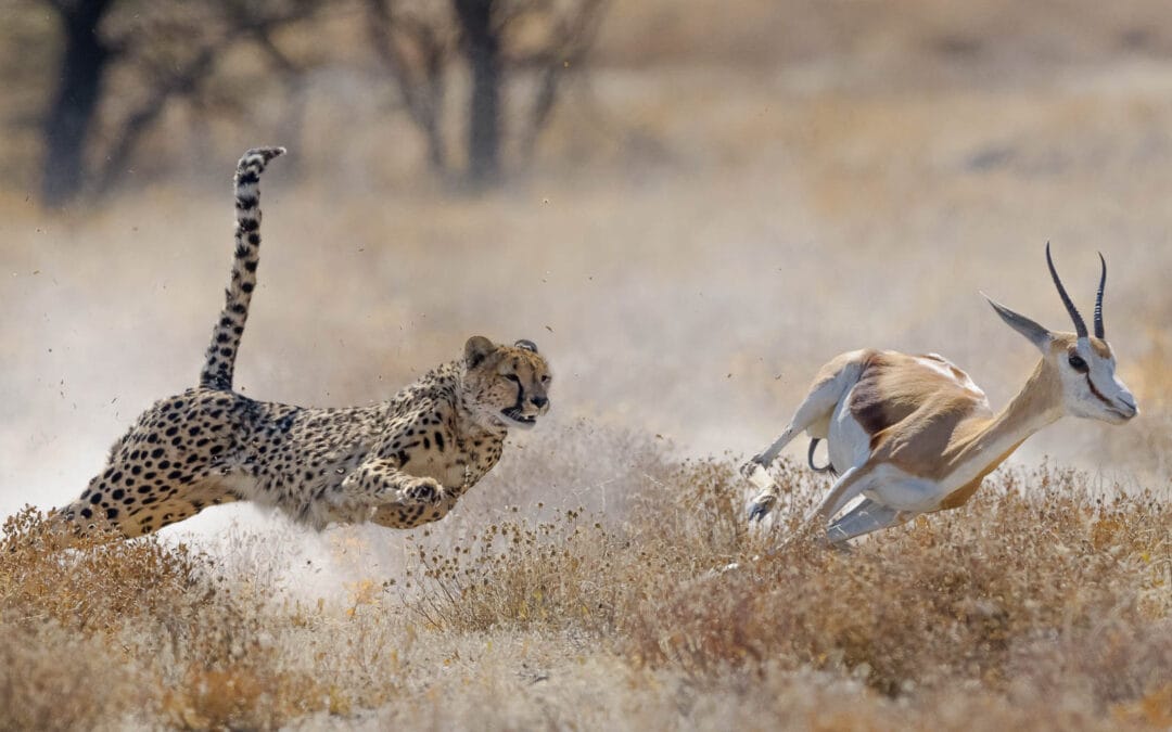 Cheetah