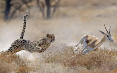 Cheetah