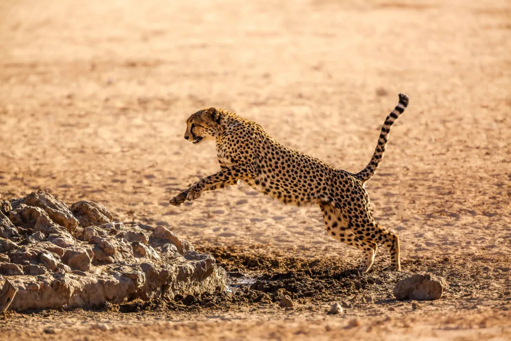 Cheetah | Acinonyx jubatus | Chasing Wildlife