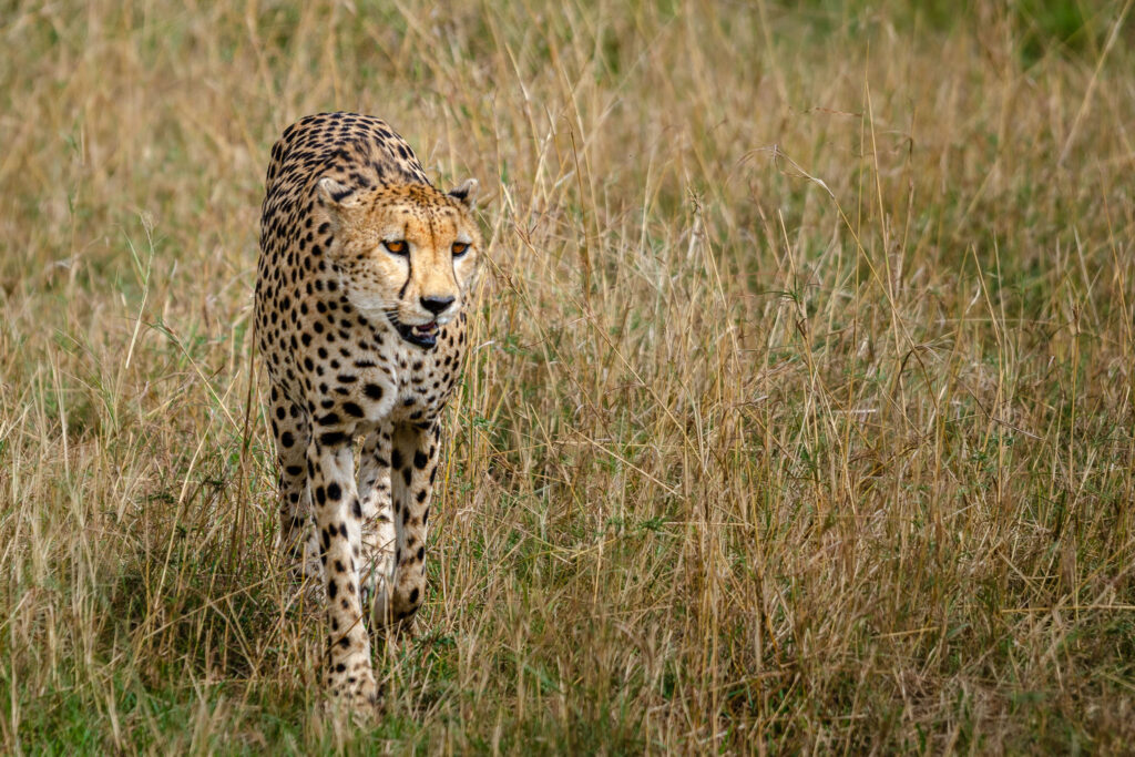 I met this guy with his brother out for an evening stroll. They were just wandering as cheetah do. Just looking for a bit of prey that would be easy enough to stalk and capture. Since they found nothing they just settled under a bush for a bit of shade.