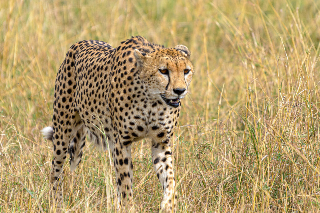 Unfortunately I have yet to see a cheetah running at full speed. This guy did a little bit of stalking through the grass right beside our safari vehicle but then decided to just give up. I guess he decided it wasn't a realistic hunt and would be a waste of energy to go flat out just so I could get a photo.