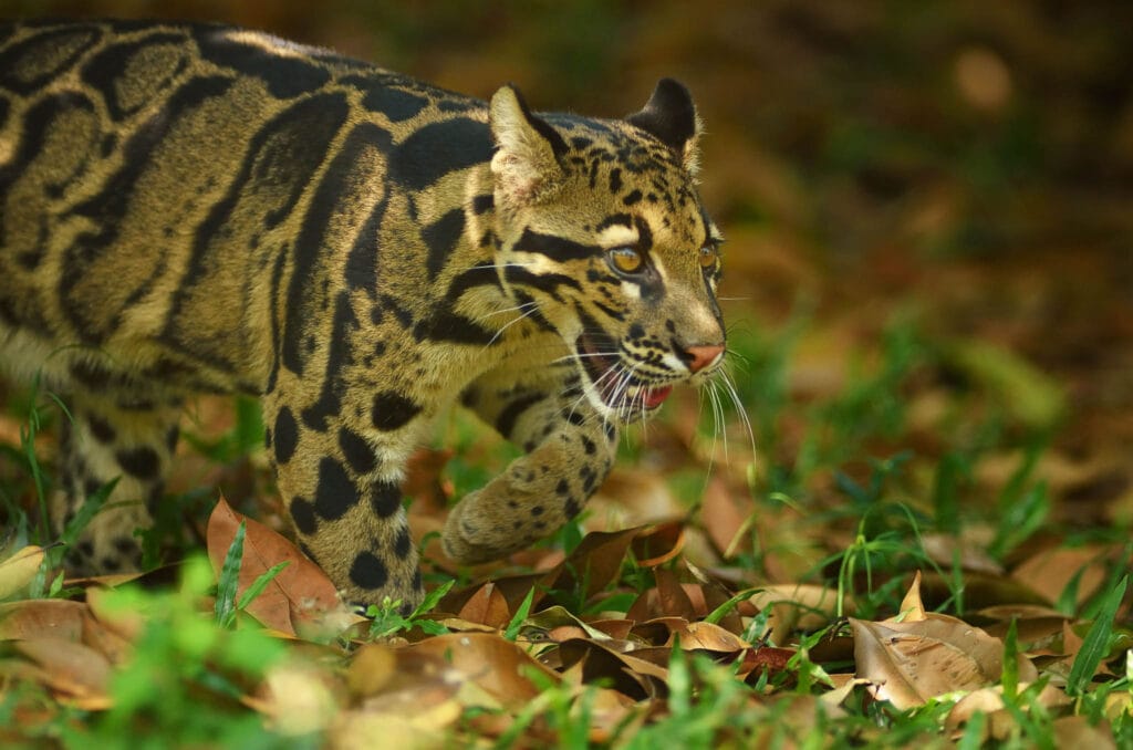 clouded-leopard-on-the-forest-