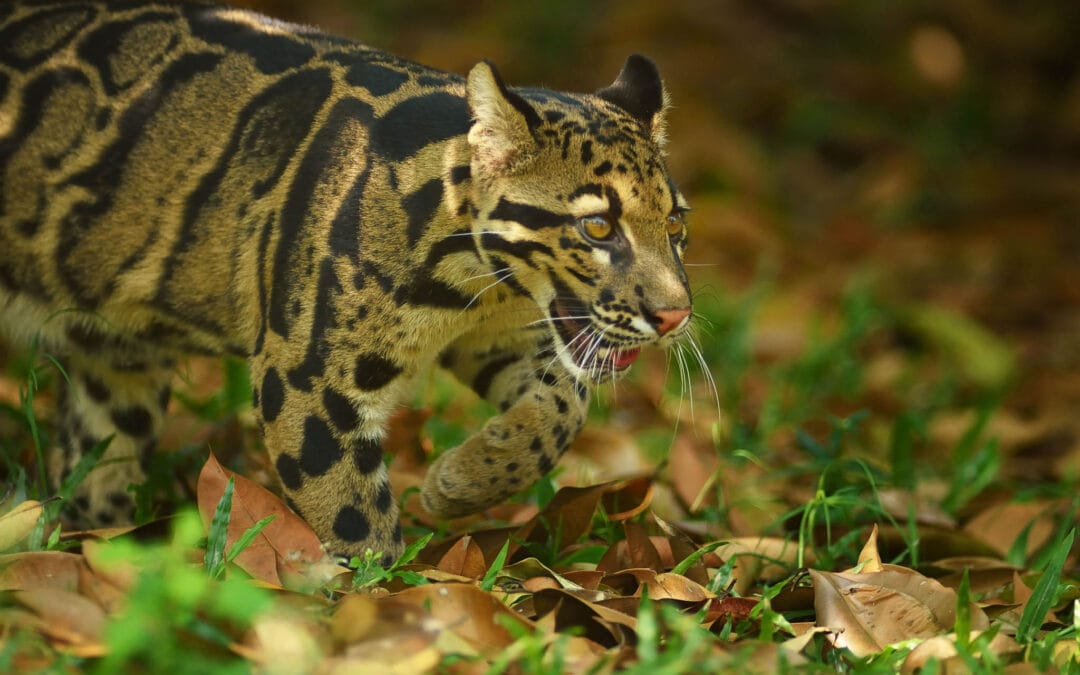 Clouded Leopard
