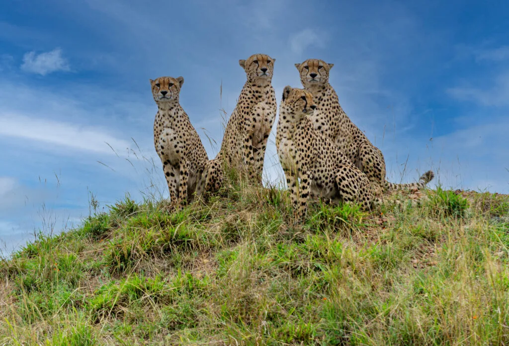 Cheetah | Acinonyx jubatus | Chasing Wildlife